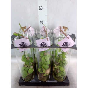 Arr.  Dischidia