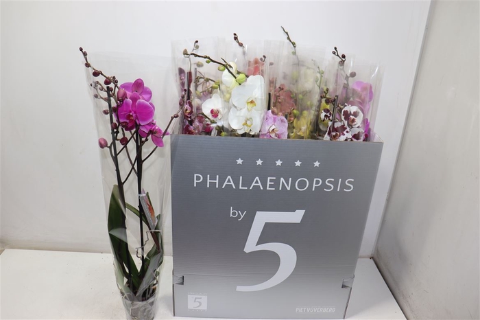 <h4>Phal Gem 8 Kl</h4>