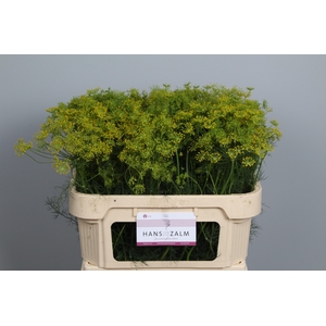 ANET GRAVEOLENS
