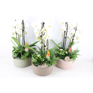 arr2 PL - Ker. schaal Nora phal. wit