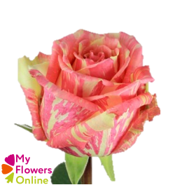 <h4>R Gr Fiesta+ Bicolor 50cm EC</h4>