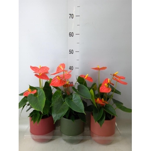 Anthurium andr. 'Orange King'