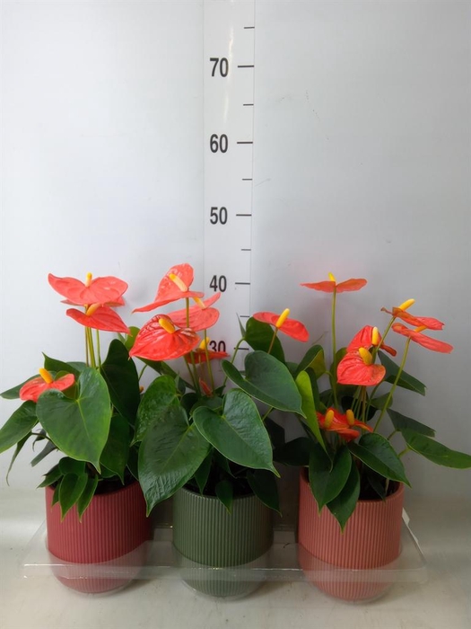 <h4>Anthurium andr. 'Orange King'</h4>