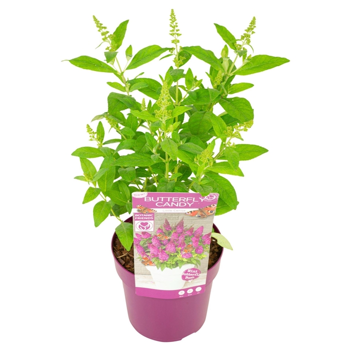 <h4>Buddleja Butterfly Candy Little Rub</h4>