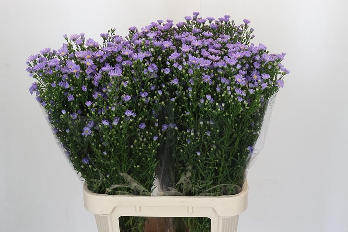 <h4>Aster Cassandra</h4>