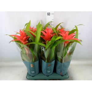 Guzmania  'Deseo Salmon'