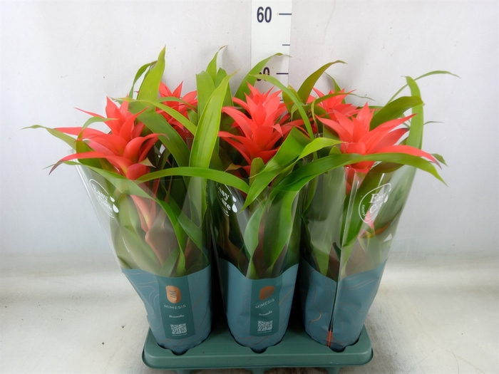 <h4>Guzmania  'Deseo Salmon'</h4>