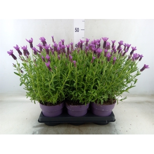 Lavandula stoec. 'Anouk'