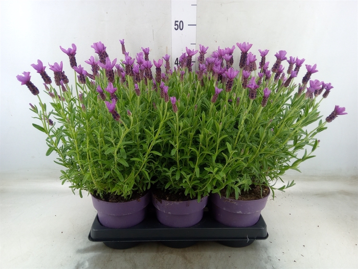 <h4>Lavandula stoec. 'Anouk'</h4>