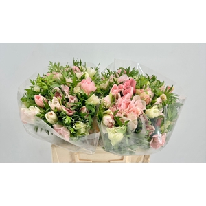 Anemone Mistral Plus Hanoi Super