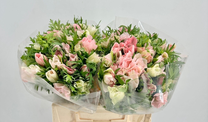 <h4>Anemone Mistral Plus Hanoi Extra</h4>