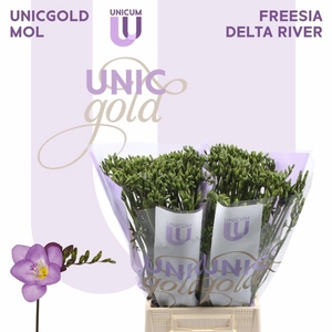 Freesia enk Delta River
