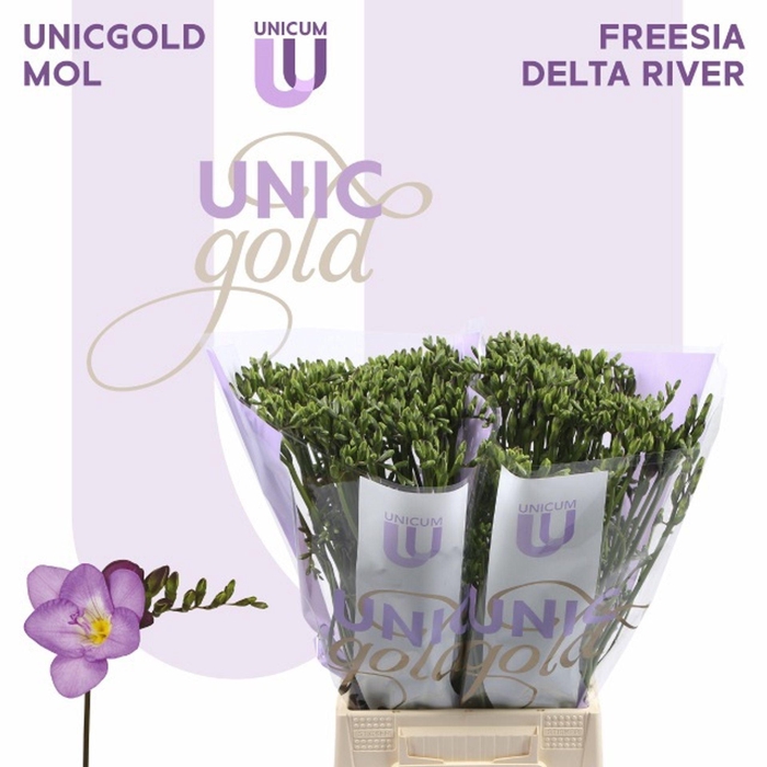 <h4>Freesia enk Delta River</h4>