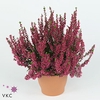 Calluna vulg. 'Garden G Loki'