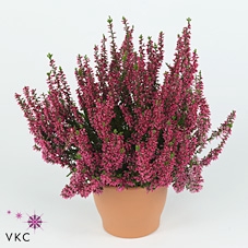 Calluna vulg. 'Garden G Loki'