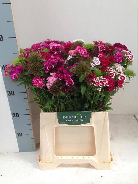 <h4>Di Barbatus Mix In Bunch Dennis Koeier</h4>