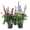 Salvia Salgoon gemengd