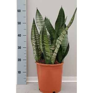 Sansevieria trifa. 'Hahnii'