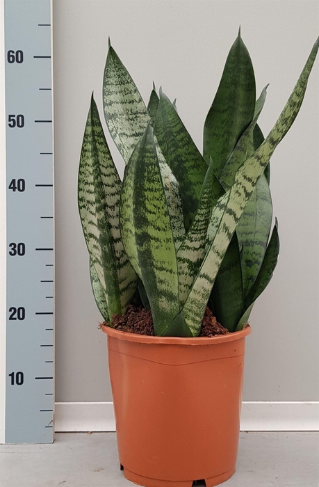 <h4>Sansevieria trifa. 'Hahnii'</h4>