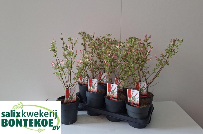 <h4>SALIX IN FLAMINGO</h4>