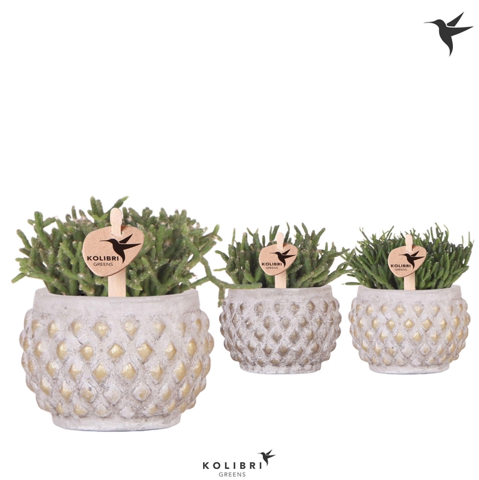 <h4>Kolibri Greens Rhipsalis mix in Marrakesh pot gold copper mix</h4>