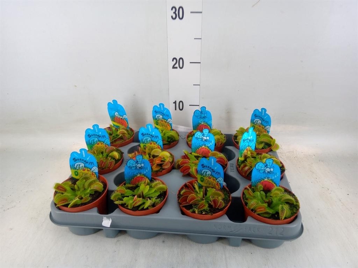 <h4>Dionaea muscipula</h4>