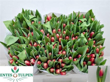 <h4>Tu En Timeless</h4>