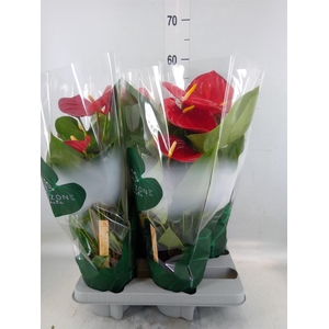 Anthurium andr. 'Nevada'