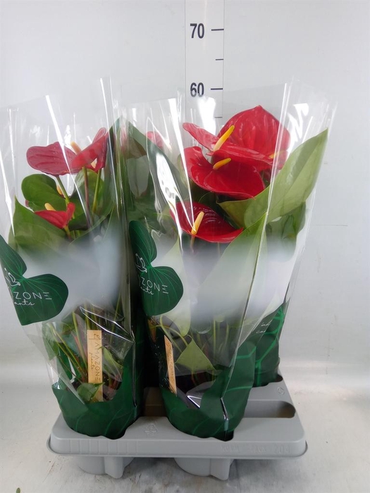 <h4>Anthurium andr. 'Nevada'</h4>