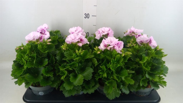 <h4>Pelargonium gran. ..</h4>