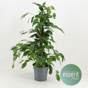 Ficus Be Danita