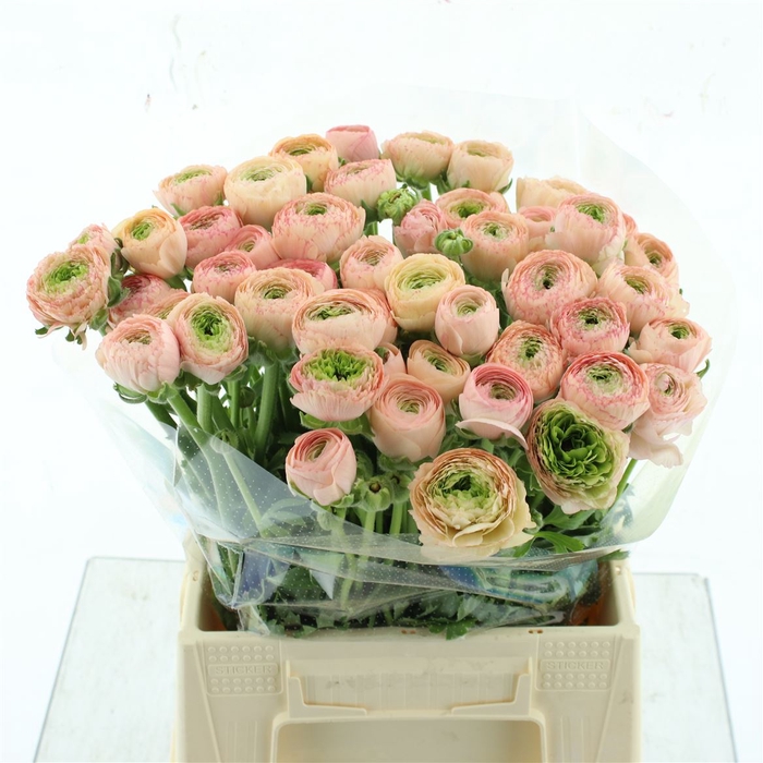 <h4>Ran Su Sr Nuance Prima</h4>