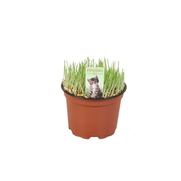 <h4>Triticum Kattengras</h4>