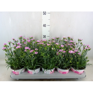 Dianthus  'Pink Kisses'