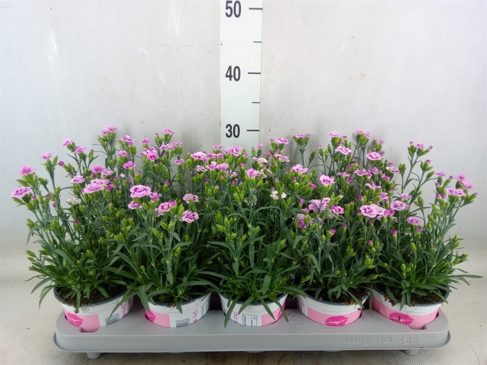 <h4>Dianthus  'Pink Kisses'</h4>