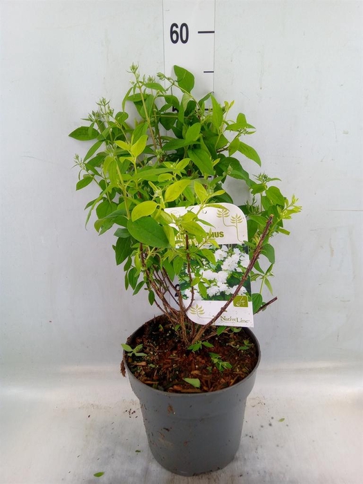 <h4>Philadelphus   ...</h4>