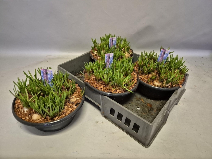 <h4>MUSCAR ATLANTIC</h4>