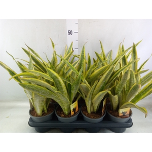 Sansevieria trifa.   ...