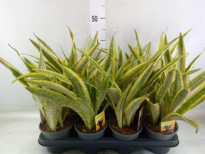 <h4>Sansevieria trifa.   ...</h4>