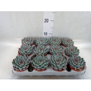 Echeveria  'Apus'