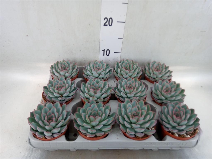 <h4>Echeveria 'Apus'</h4>