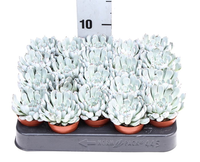 <h4>Echeveria   ...</h4>