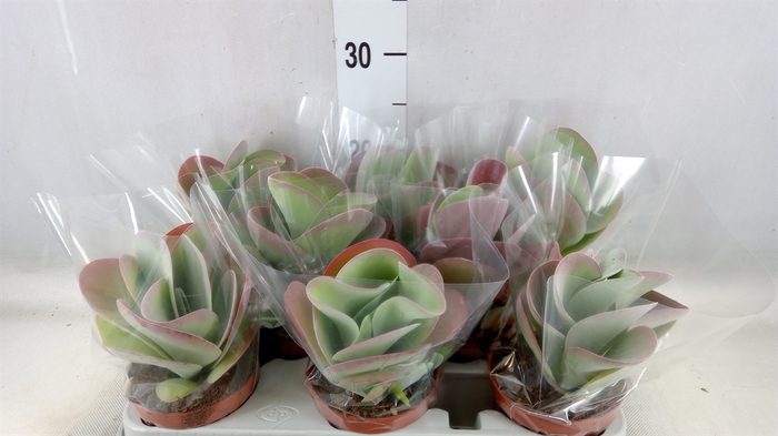 <h4>Kalanchoe NF thyrsiflora 'Red Lips'</h4>