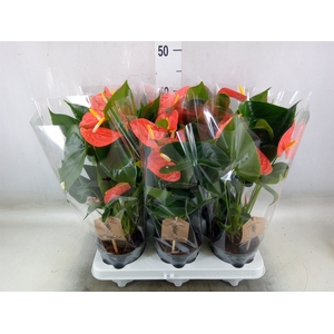 Anthurium andr. 'Prince of Orange'