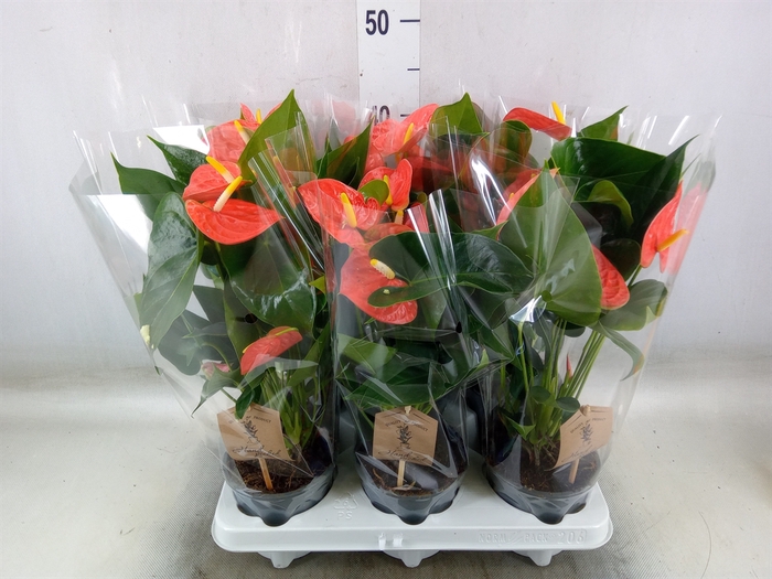 <h4>Anthurium andr. 'Prince of Orange'</h4>