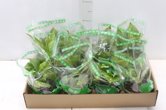 <h4>JIBOIA VERDE C13 PENDENTE</h4>