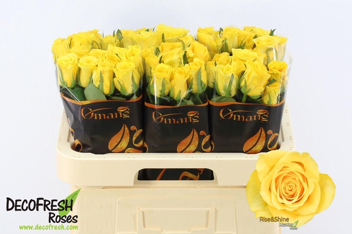 <h4>R Gr Rise & Shine</h4>