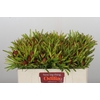 Leucadendron Ayoba Cherry Pearl
