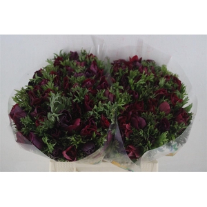 Anem Mistral Magenta