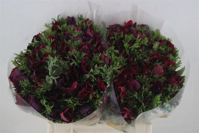 <h4>Anem Mistral Magenta</h4>